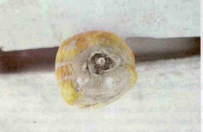 Domates meyvesinde gri küf.